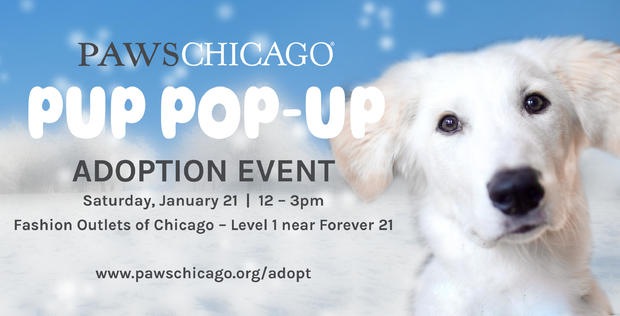paws-puppopup-adoption-event-at-fashion-outlets-of-chicago-press-graphic.jpg 