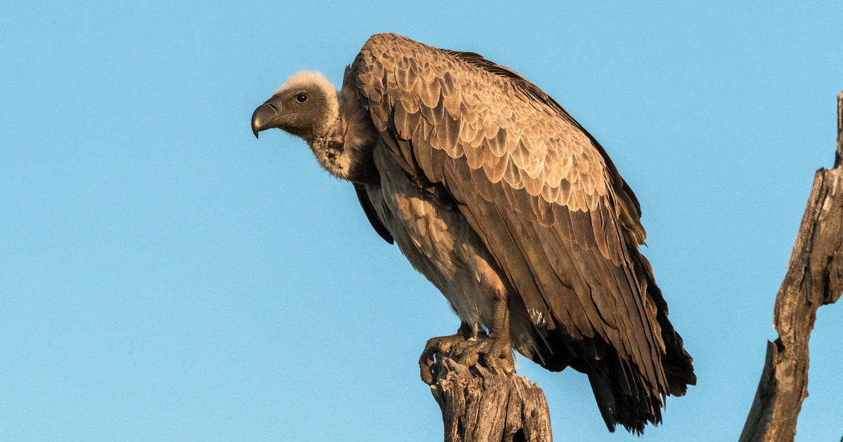 Police investigate "suspicious" vulture death at Dallas Zoo