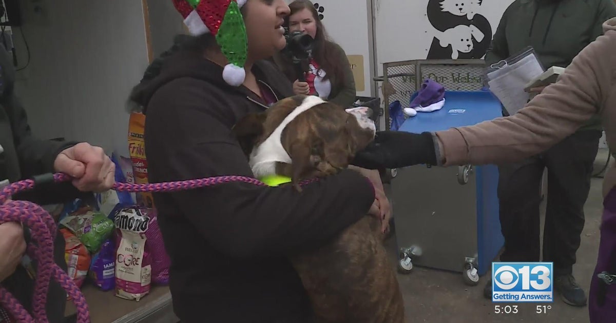 Holiday foster pets find furever homes