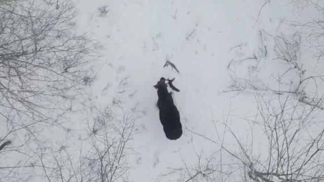 0123-cbsnews-social-drone-captures-rare-moment-as-moose.jpg 