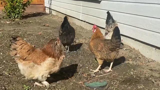 backyard-chickens.jpg 