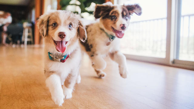 Happy Puppies Running At Home 