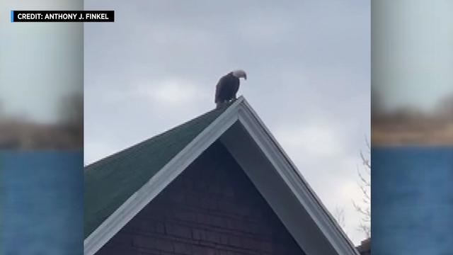 A bald eagle perched on top of a home. 