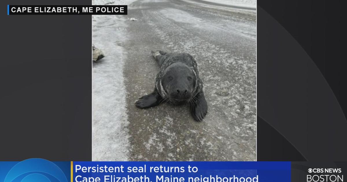 Persistent seal returns to Maine neighborhood during snowstorm