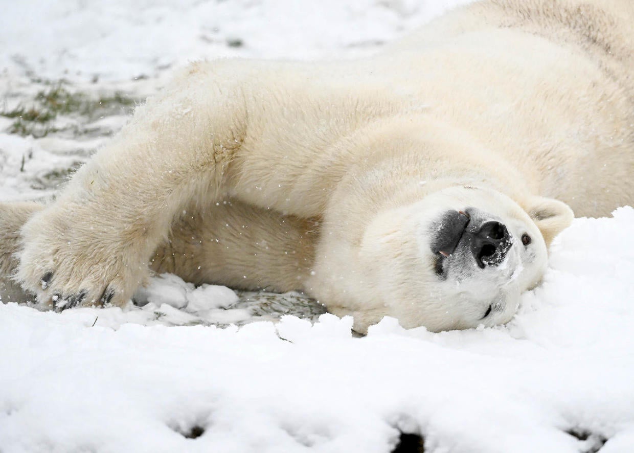 Brookfield Zoo polar bears embrace Wednesday's snow - CBS Chicago