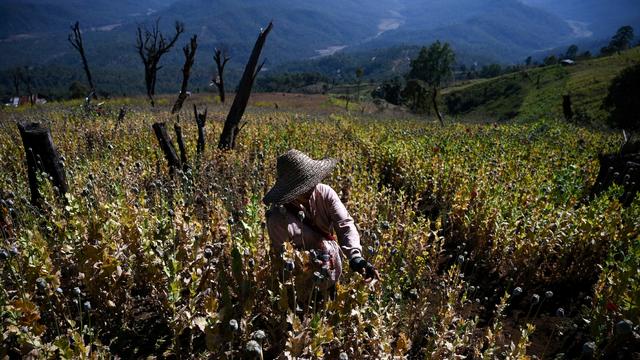 Opium production rises 33% in Myanmar, U.N. report says