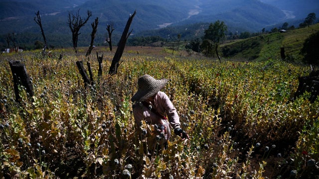 MYANMAR-CRIME-DRUG-POPPY-OPIUM 