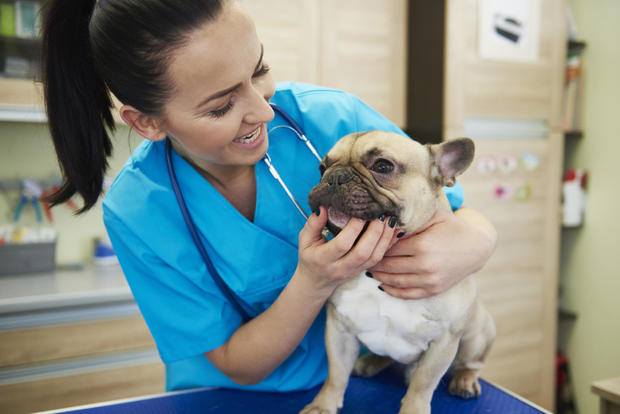Does pet insurance cover dental?