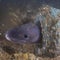 Mysterious shipwreck finally identified as warship that sank in 1672