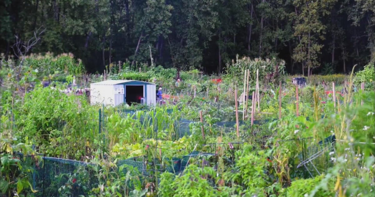 Community efforts to save Rice Street Gardens CBS Minnesota