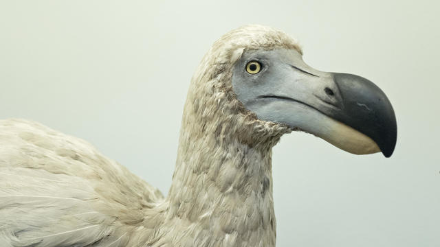 Reconstruction of an extinct Dodo bird 
