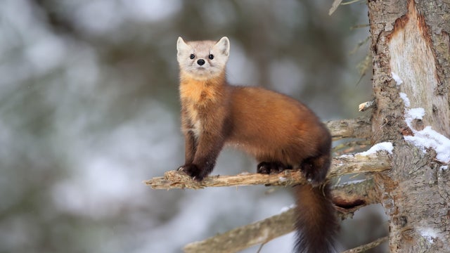 Pine Marten 