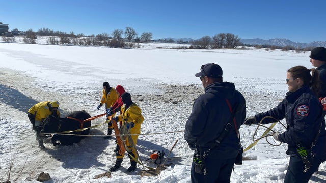 cow-through-ice-1mv-fire-rescue-copy.jpg 