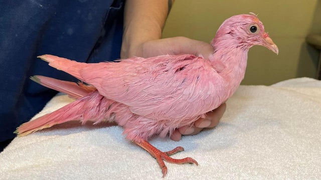 pink-bird.jpg 