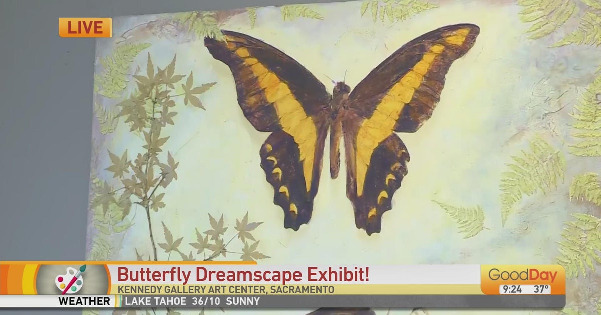 Butterfly Dreamscape Exhibit Good Day Sacramento
