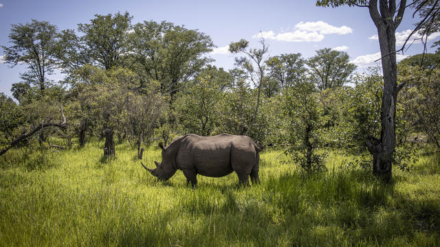 White rhino acting "wild" shot and killed at Florida park last year