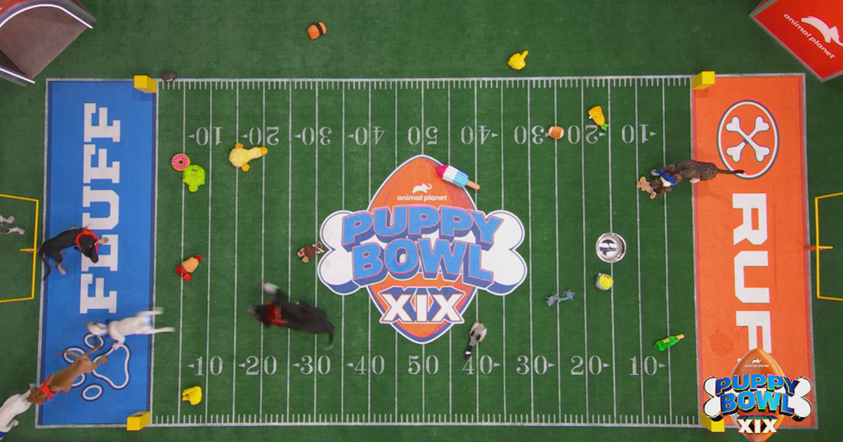 Puppy Bowl 2019 live stream: How to watch the Animal Planet event with