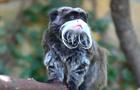 cbsn-fusion-police-looking-for-man-in-connection-with-2-monkeys-stolen-from-dallas-zoo-thumbnail-1673463-640x360.jpg 