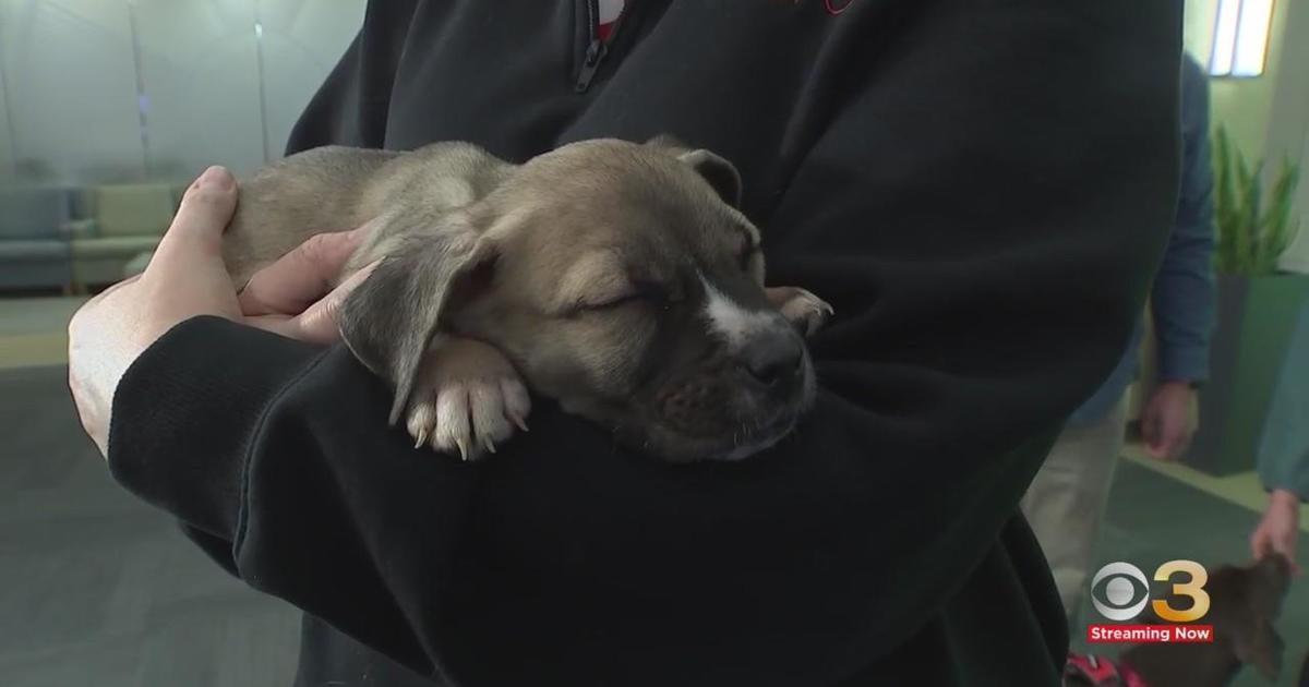 Major', Black Labrador puppy, becomes Philadelphia Phillies' new service  pup in training - 6abc Philadelphia