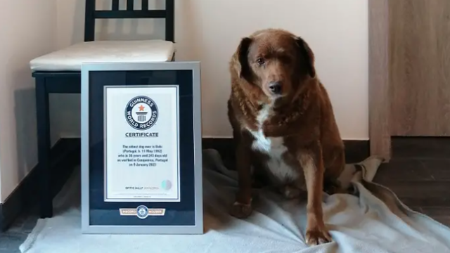 30-year-old Bobi breaks record for world's oldest dog ever