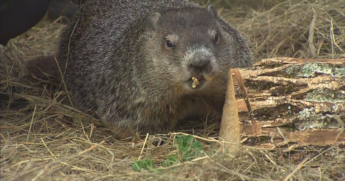 Official Massachusetts groundhog Ms. G predicts 'spring is on its way