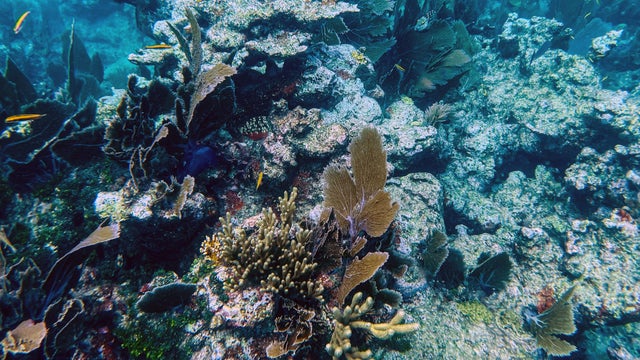 US-CORAL-ANIMALS-OCEANS