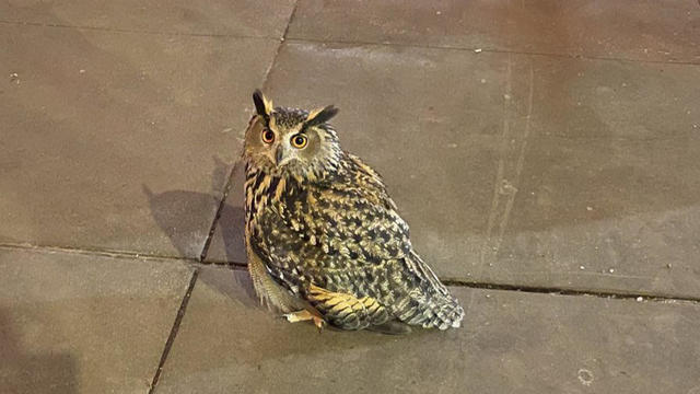 central-park-stolen-owl.gif 
