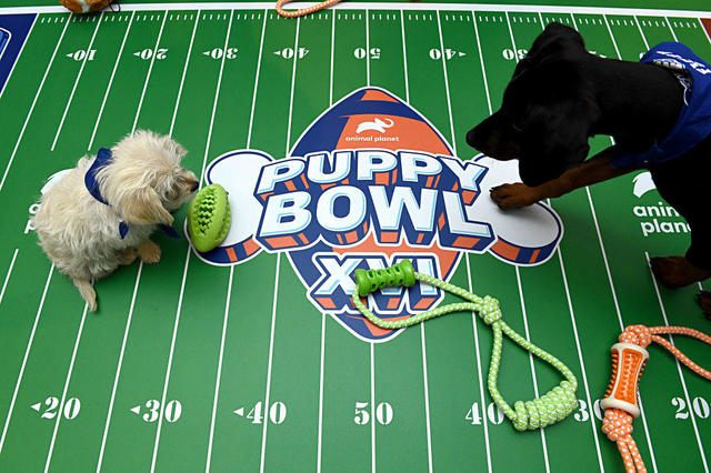 Time of puppy store bowl