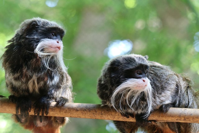 Emperor tamarin monkeys Bella and Finn 