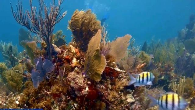 cbsn-fusion-scientists-work-to-save-floridas-coral-reef-thumbnail-1680890-640x360.jpg 