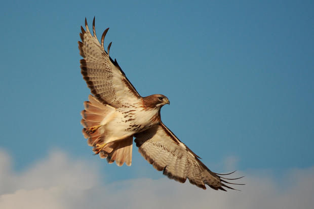 Red tailed Hawk soaring 