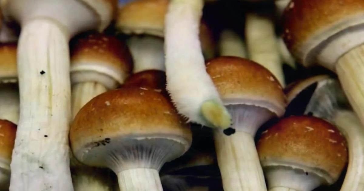 UC Davis announces new institute to study psychedelics