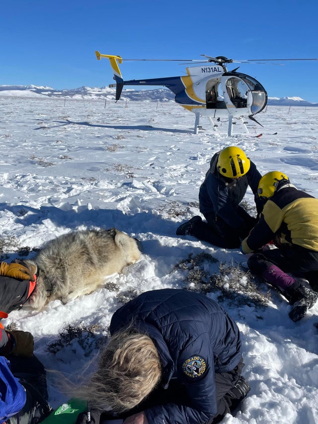 wolf-collared-cpw-helicopter.jpg 
