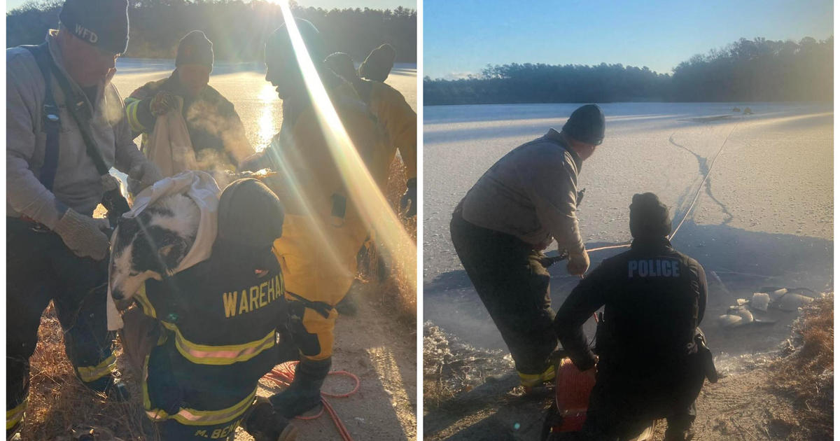 Dog rescued after falling through ice of Wareham pond