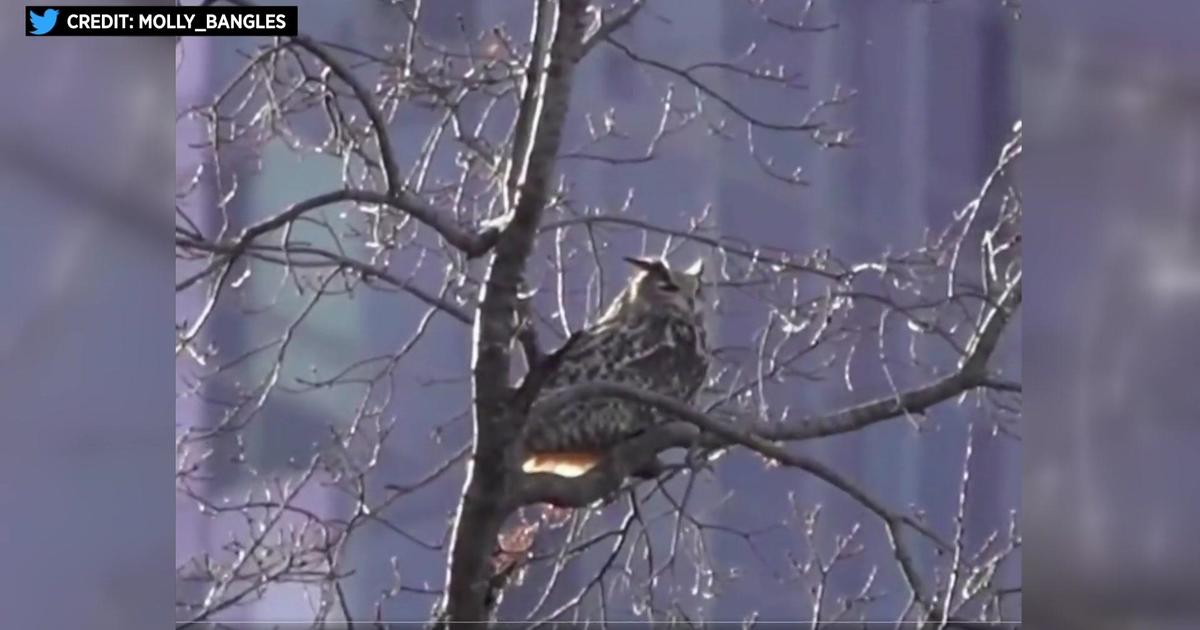 Flaco, escaped owl from Central Park Zoo, is hunting on his own – proving he can survive in the wild
