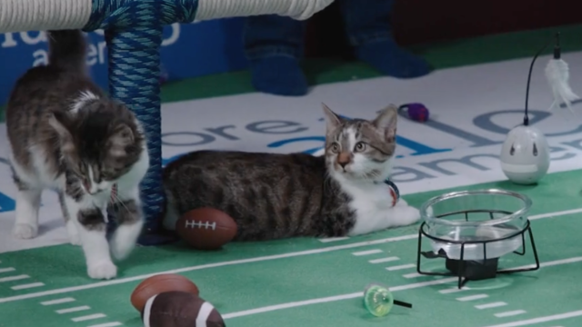 Kitten Bowl 2023: How to watch the Great American Rescue Bowl 