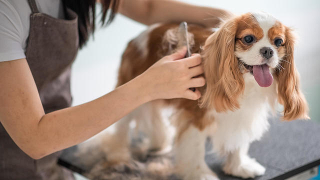a chinese female dog groomer grooming a Cavalier King Charles Spaniel dog 