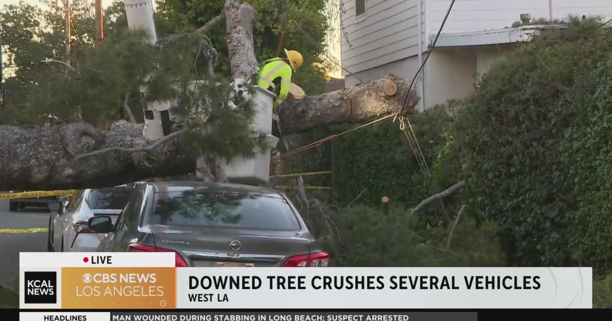 Ladwp Crews On Scene Cutting Up Downed Tree In West La Cbs Los Angeles