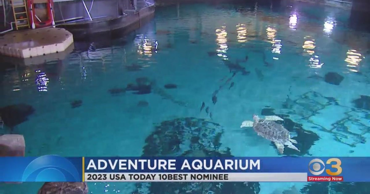 South Jersey aquarium nominee for USA Today's 10 best aquariums CBS
