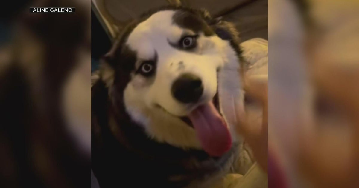 Family hires attorney in Lodi tasing death of dog Enzo