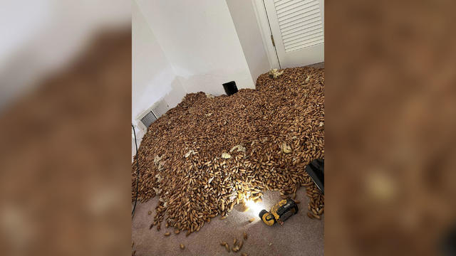 Massive acorn stockpile found in CA home 