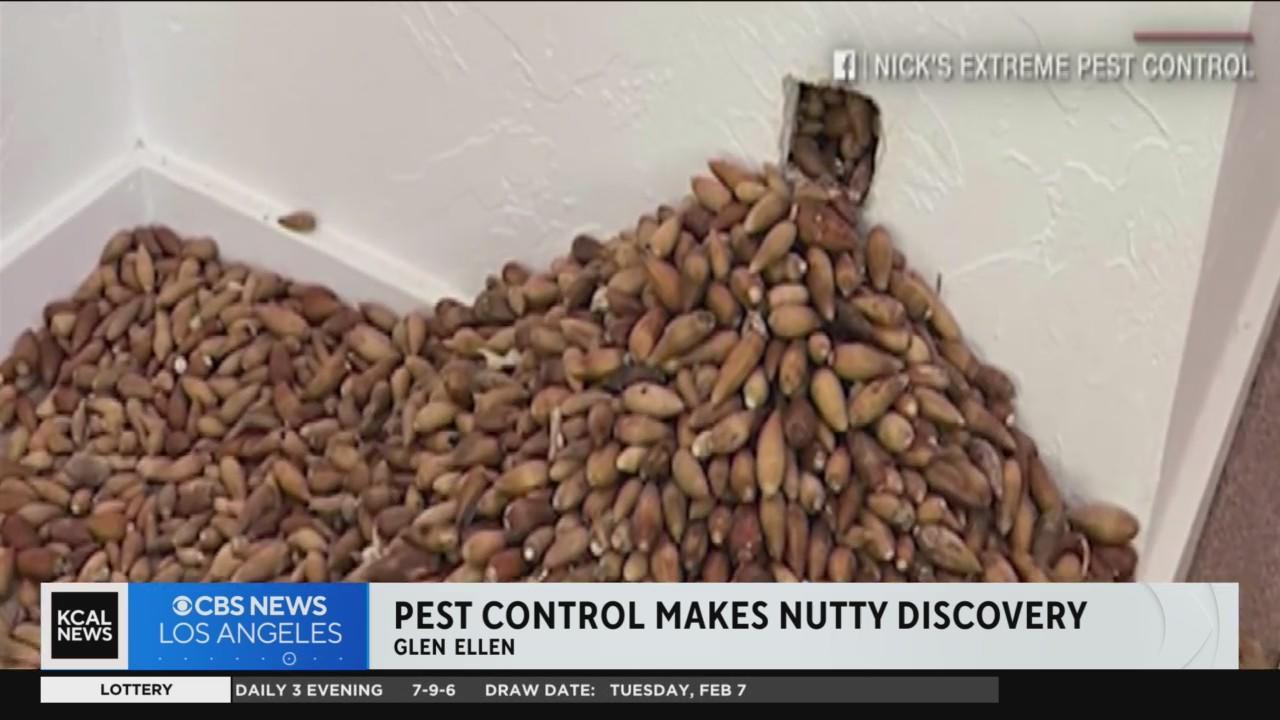 Pest control finds 700lbs of nuts in a NorCal home's wall - CBS