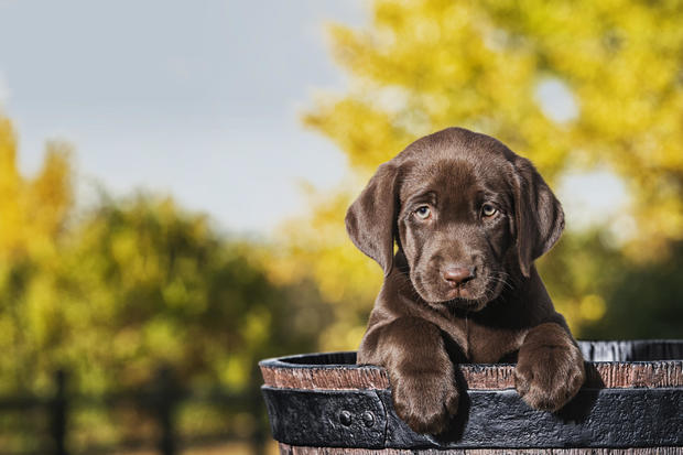 Chocolate Labrador puppy in a faux wooden barrel - 8 weeks old 