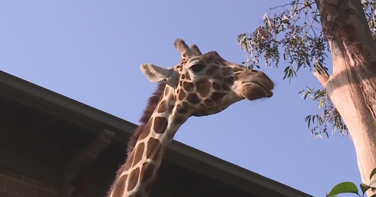 UC Davis researchers travel to Africa to study mystery of giraffe mating behaviors