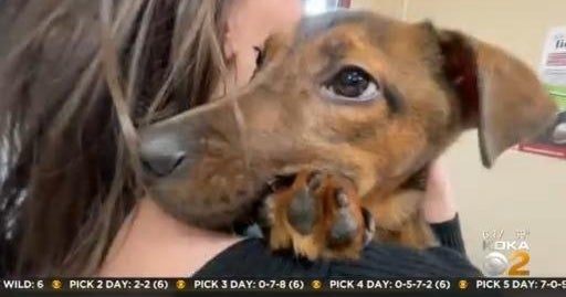 Hamlin the puppy recovering CBS Pittsburgh