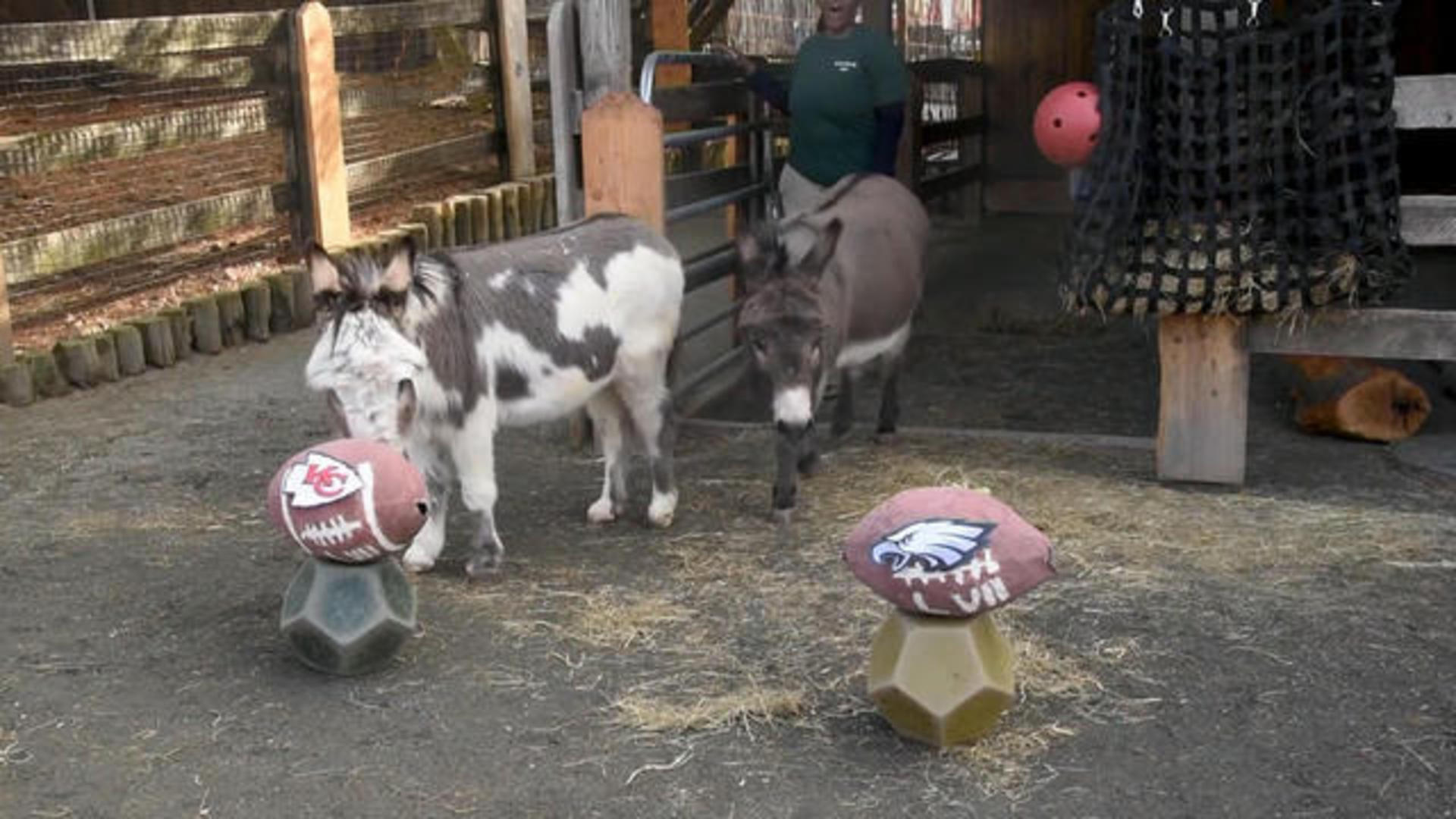 See which Super Bowl team a lion at Hogle Zoo — and an armadillo at Living  Planet — picked to win