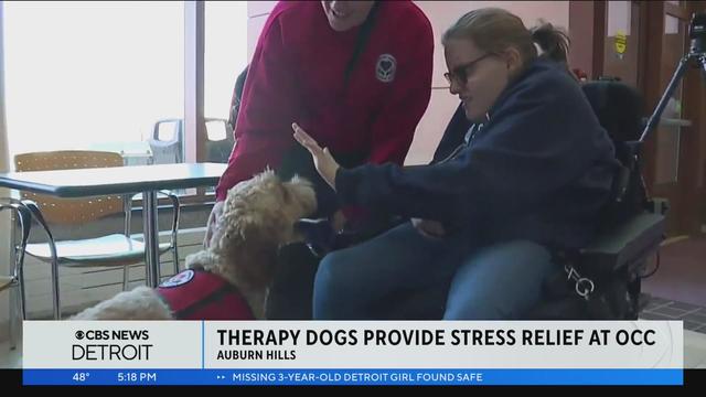 therapy-dogs.jpg 