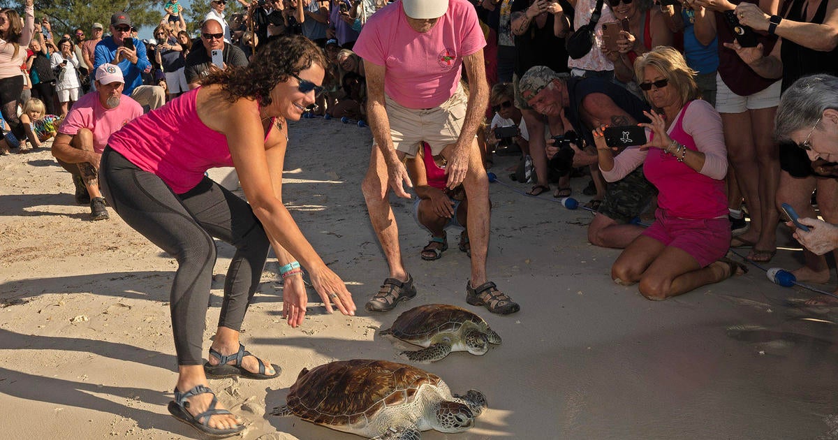 Rehabbed sea turtle duo released on Valentine's Day off Key West - CBS ...