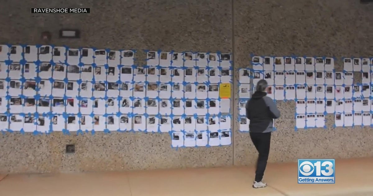 The Fire Cats: Documentary highlights animal rescue groups that saved dozens of pets in 2018 Camp Fire