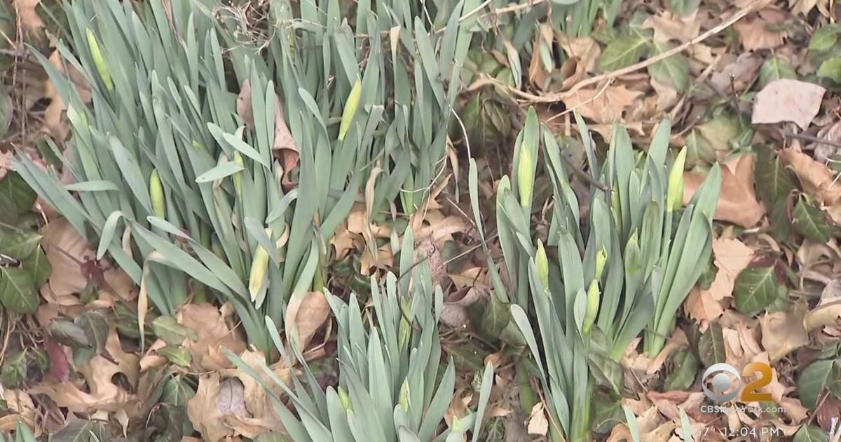 Feeling like spring in Central Park - CBS New York